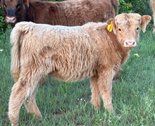 1N Unregistered Heifer