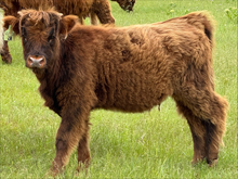 2N Unregistered Heifer