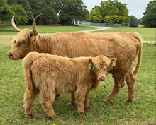 4N Unregistered Heifer