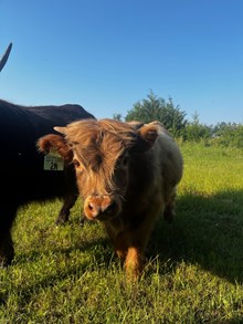 MOUSSE BULL CALF