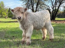 WHITE BULL CALF